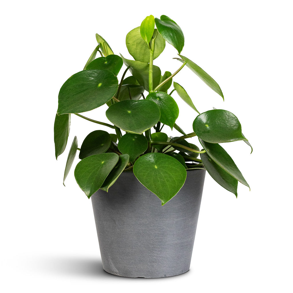 Peperomia polybotrya Raindrop 15x25cm Amsterdam Bucket Planter Grey 20x18cm