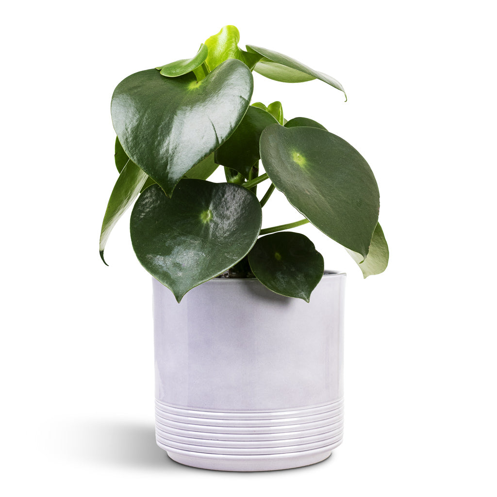 Peperomia polybotrya Raindrop 15x25cm House Plant In Munich Pot Grey Gloss 16.5x14.5cm