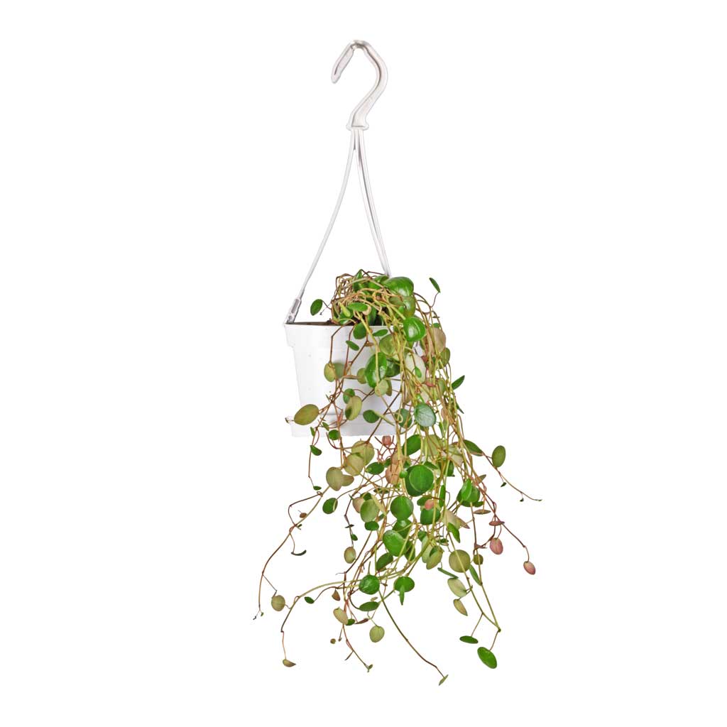 Peperomia prostrata Pepperspot - String of Coins - 11 x 25cm