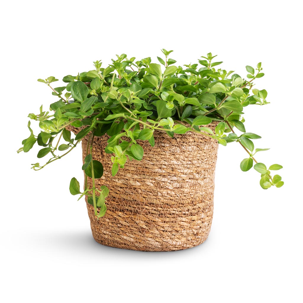 Peperomia rotundifolia - Trailing Jade Plant & Nelis Plant Basket - Natural