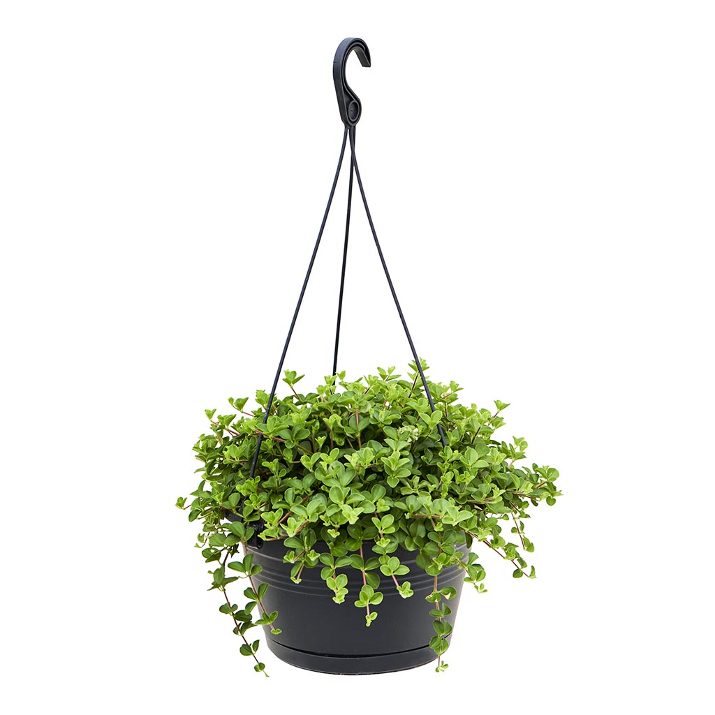 Peperomia rotundifolia - Trailing Jade Plant - 28 x 50cm