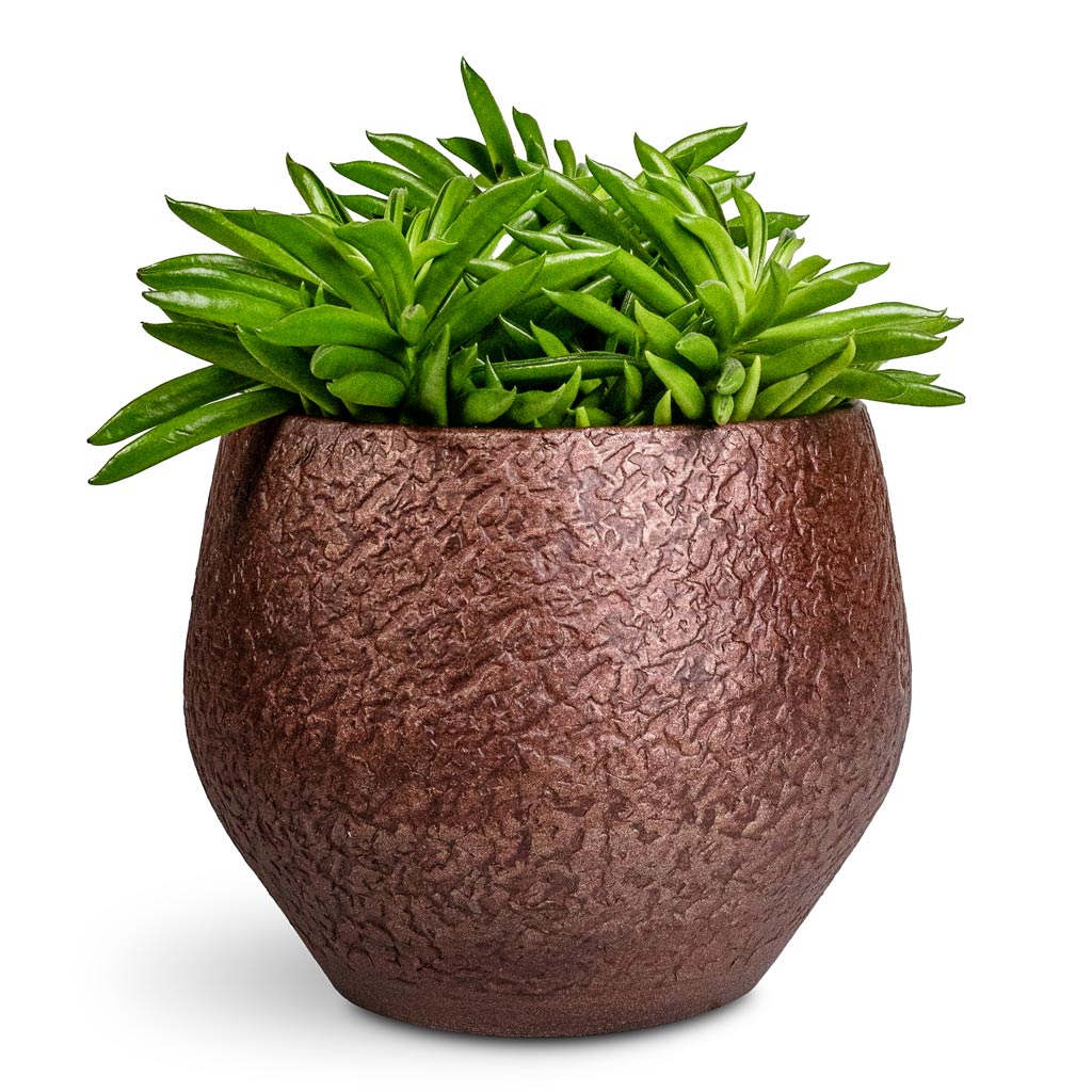 Peperomia ferreyrae Nevada Happy Bean - 12x20cm In Noor Pot Velvet Brown - 16x13cm