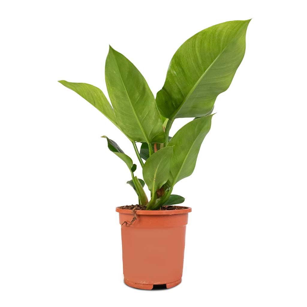Philodendron Imperial Green