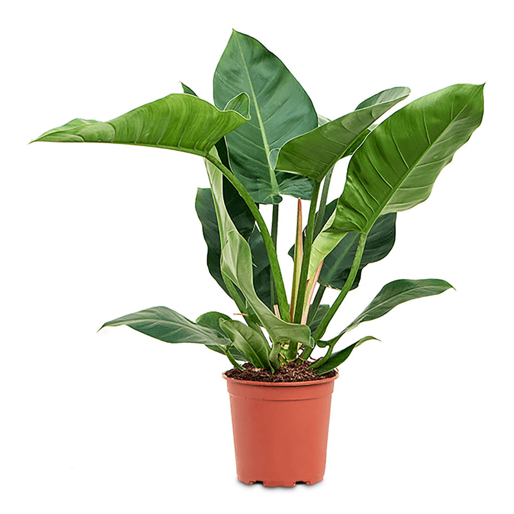 Philodendron Imperial Green - 24x80cm
