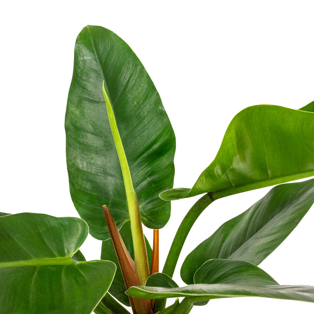 Philodendron Imperial Green