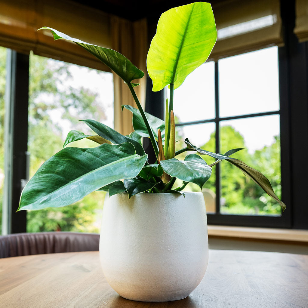 Philodendron Imperial Green In Isabel Pot Cotton