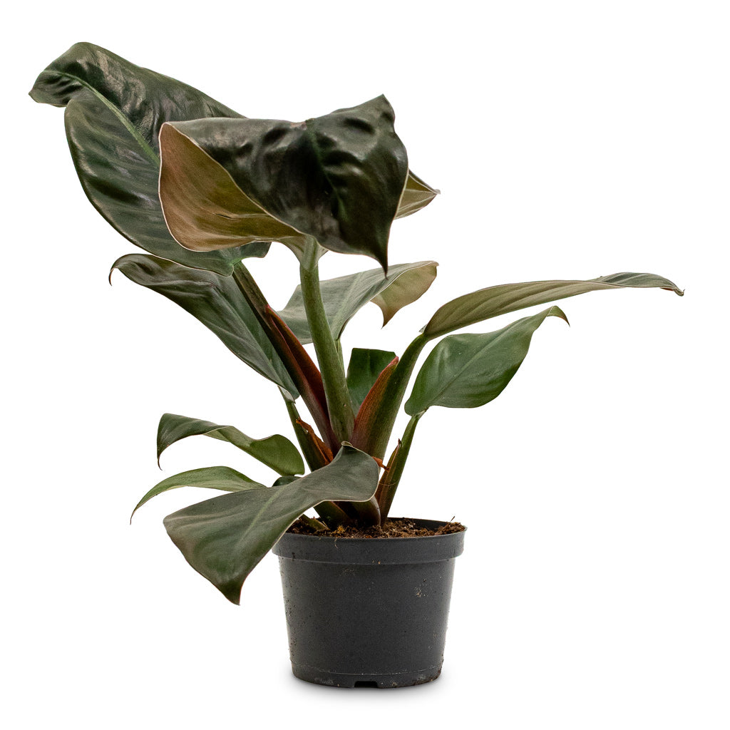 Philodendron Imperial Red 12x30cm