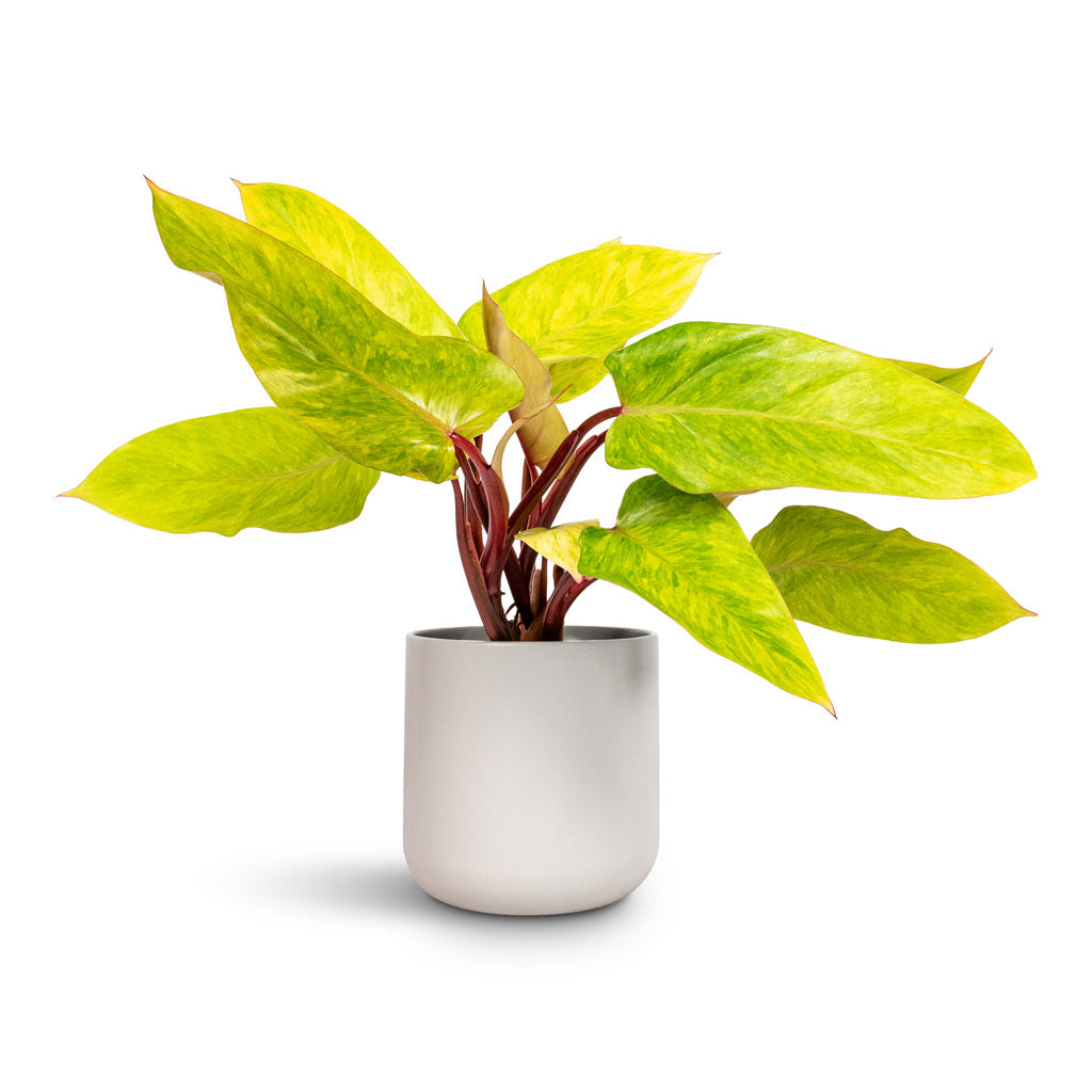 Philodendron Painted Lady - 12x30cm & Lisbon Plant Pot Light Grey - 15x15cm