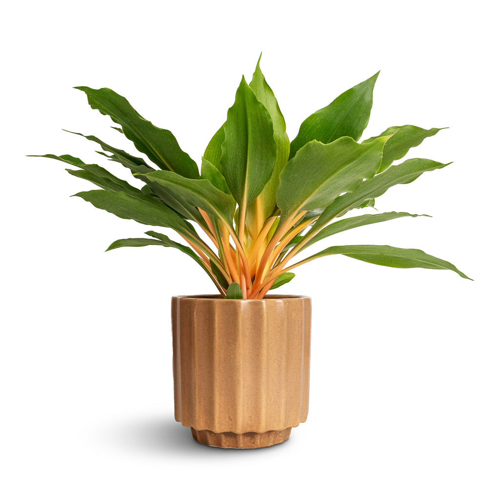Chlorophytum orchidastrum Green Orange &amp; Bourton Scalloped Plant Pot - Clay