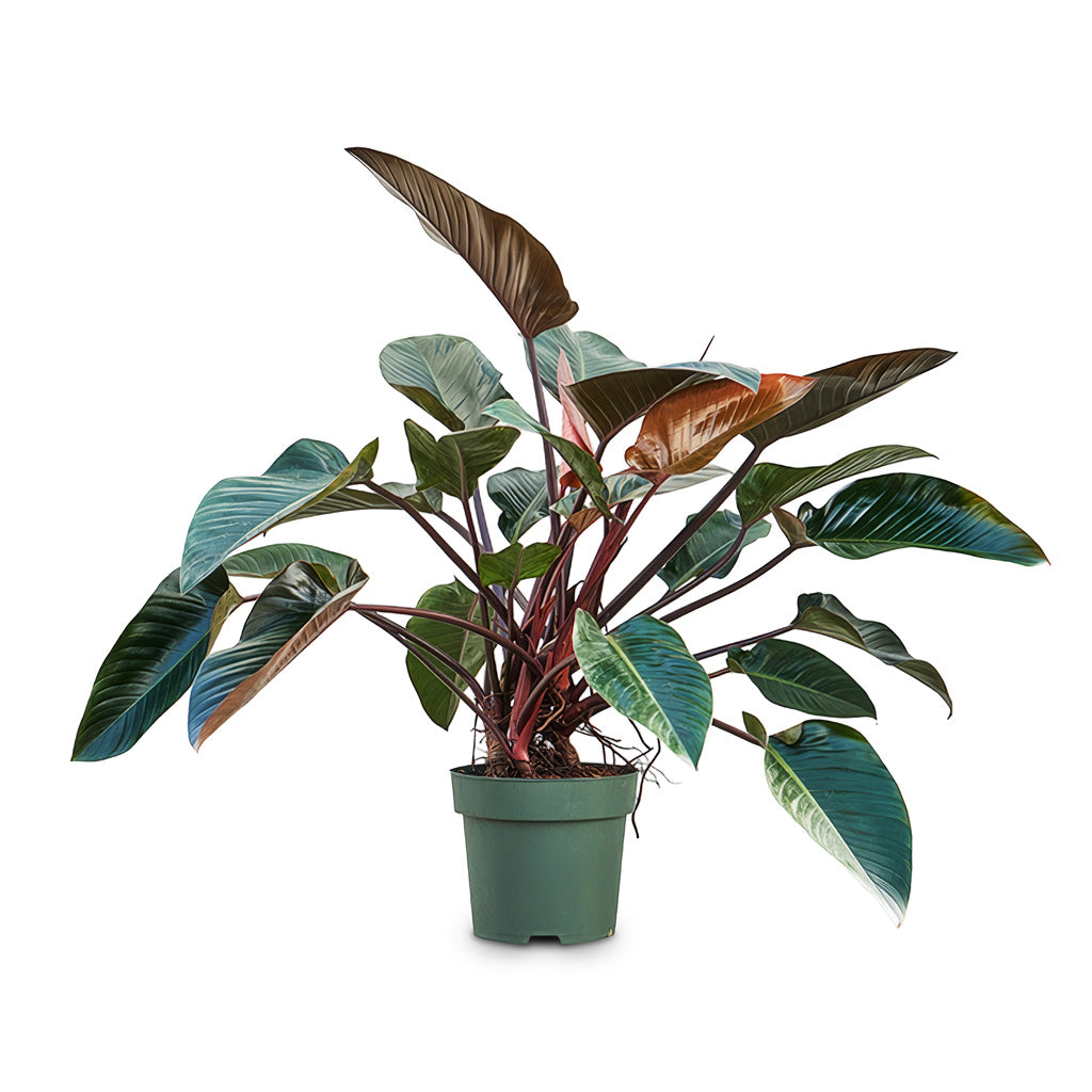 Philodendron Red Beauty 30x100cm