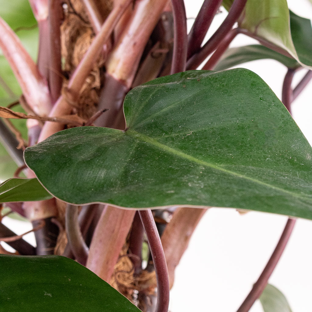 Philodendron Red Emerald Moss Pole close up