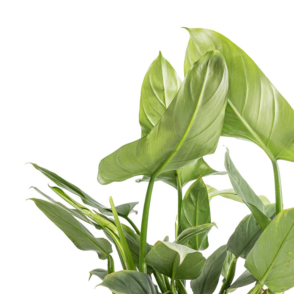 Philodendron Silver Queen Leaves