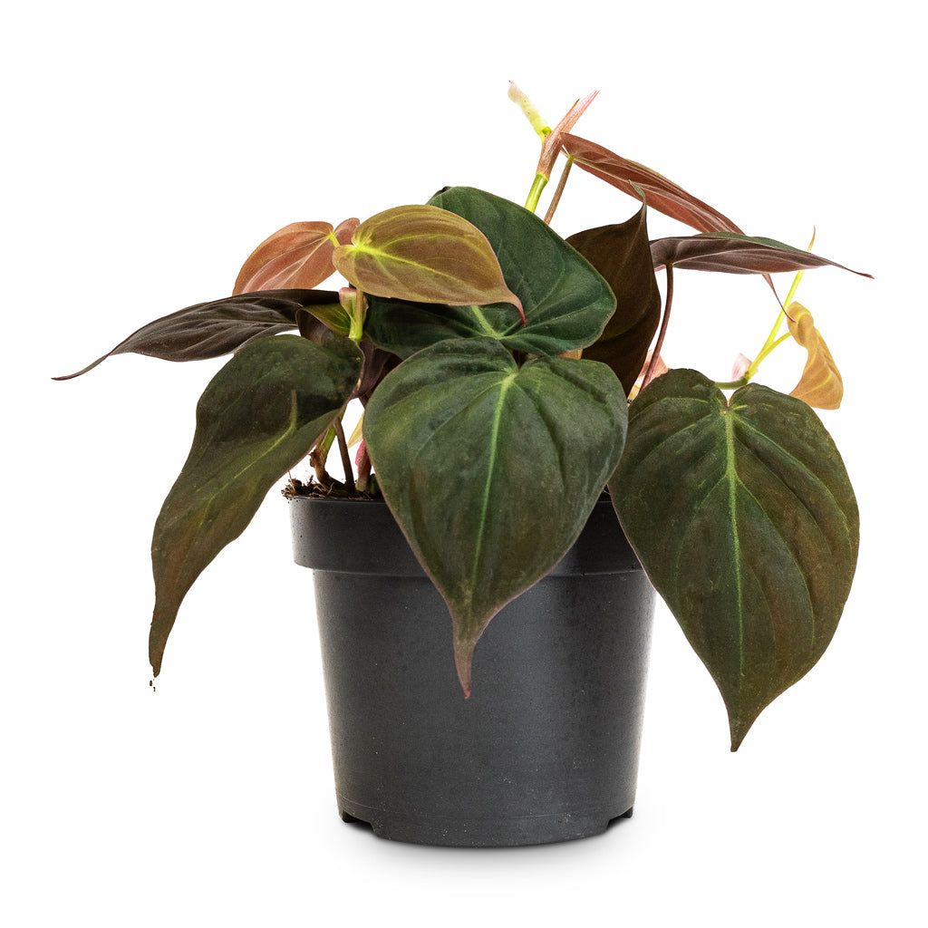 Philodendron micans - Velvet Leaf Philodendron - 12 x 20cm