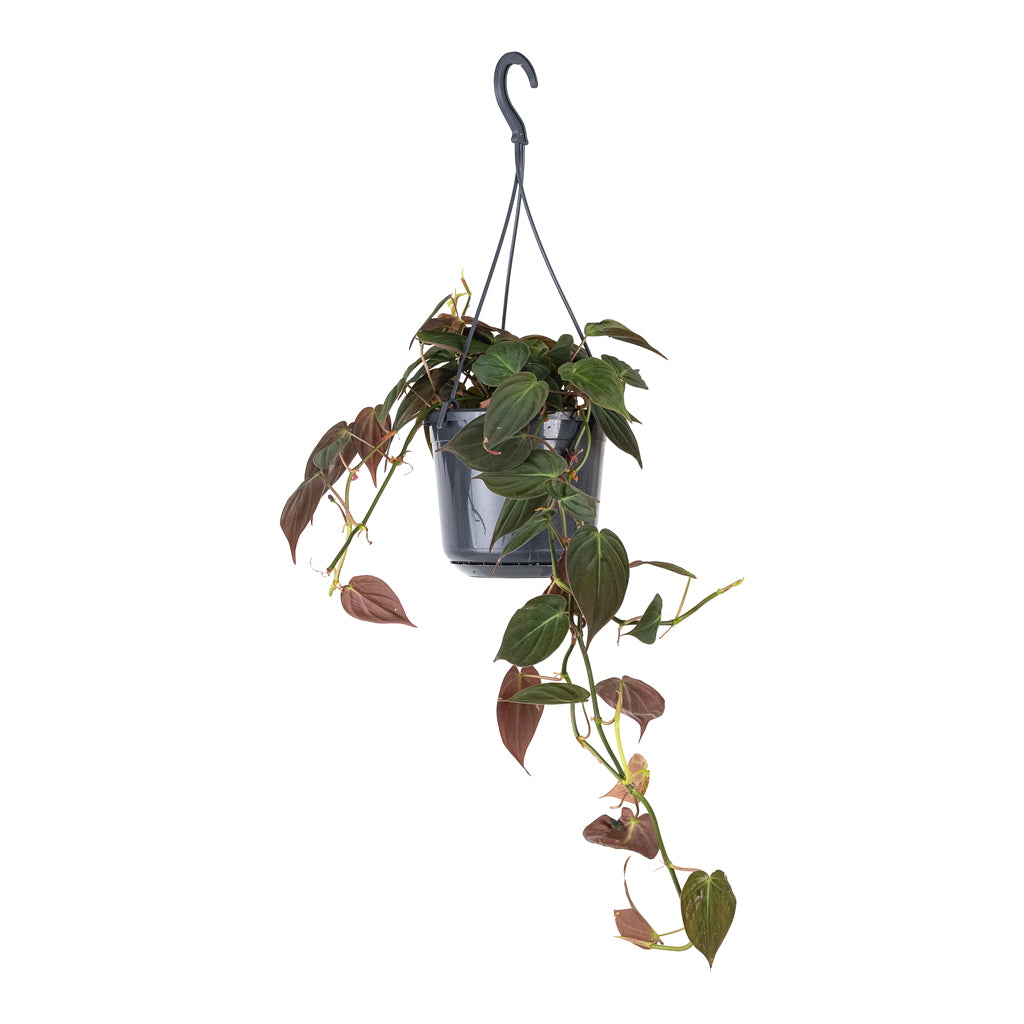 Philodendron micans Velvet Leaf 15x40cm