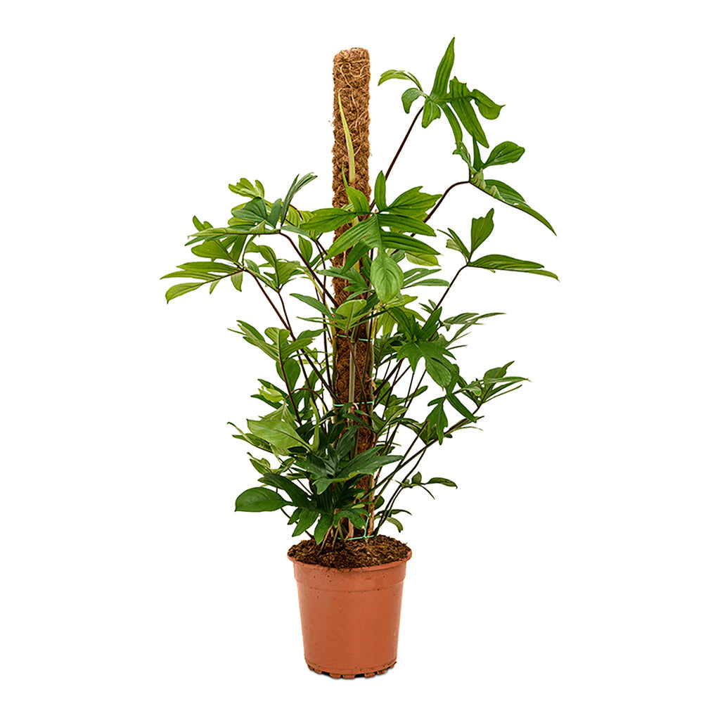 Philodendron pedatum Oak Leaf Moss Pole - 24x120cm