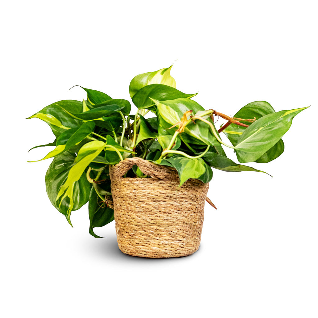 Philodendron scandens Brasil 15x30cm House Plant In Igmar Basket Natural 15x12cm