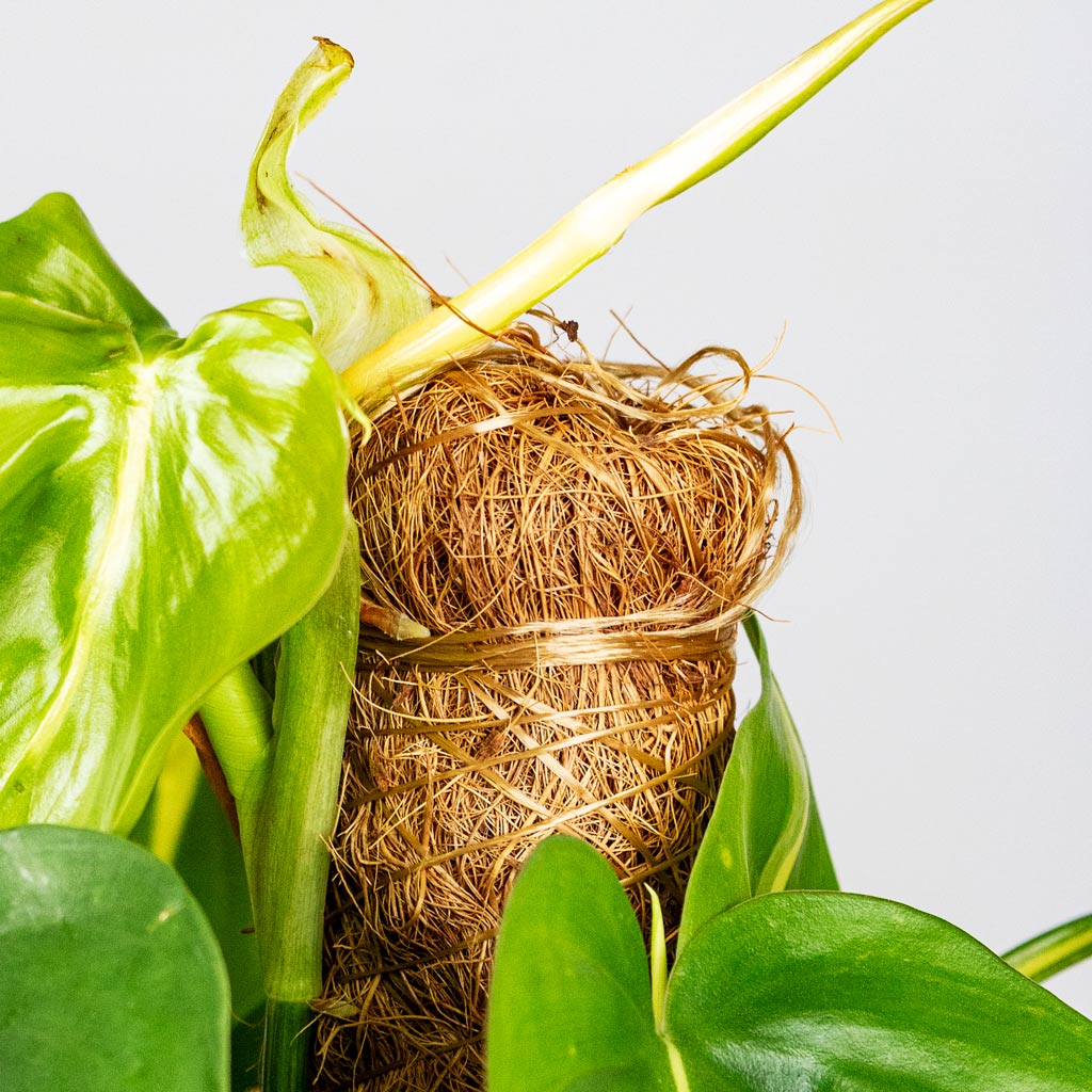 Philodendron scandens Brasil Moss Pole close up