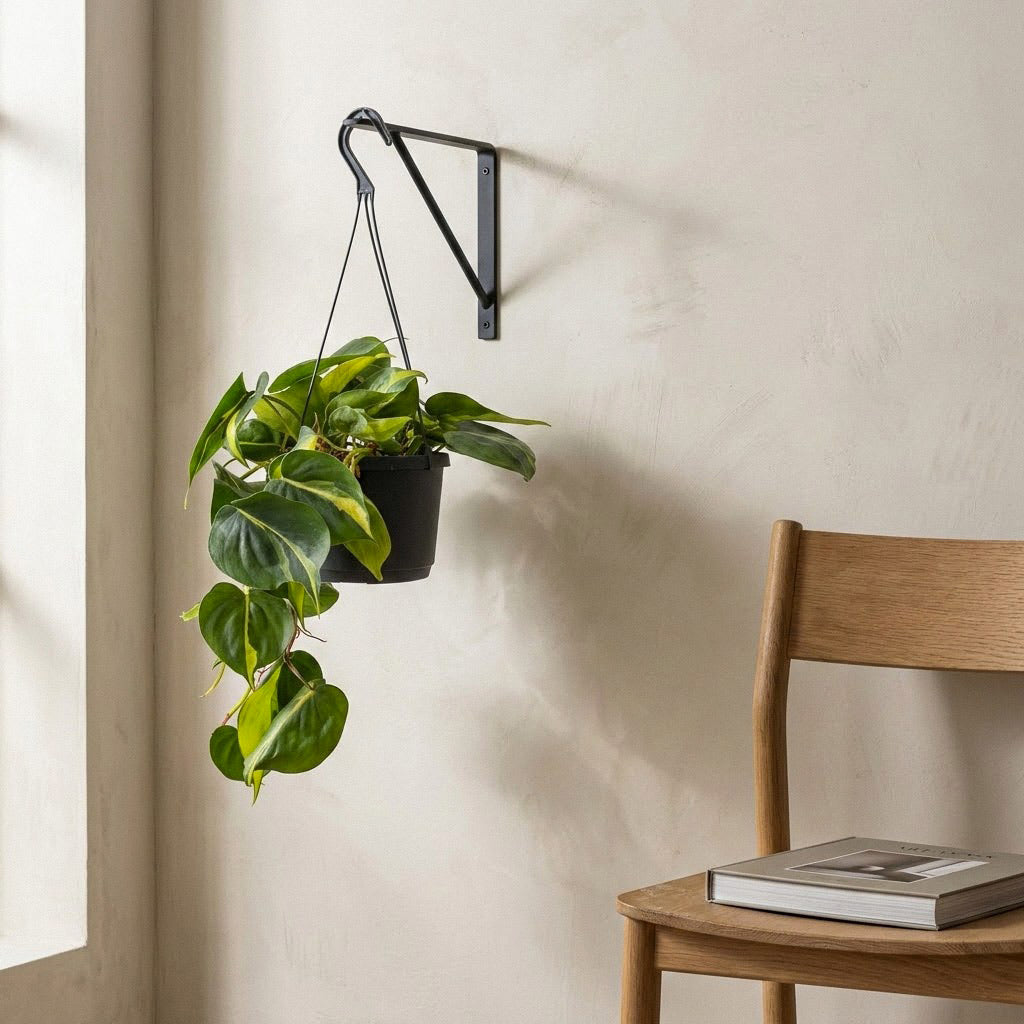 Philodendron scandens Brasil - 17 x 30cm