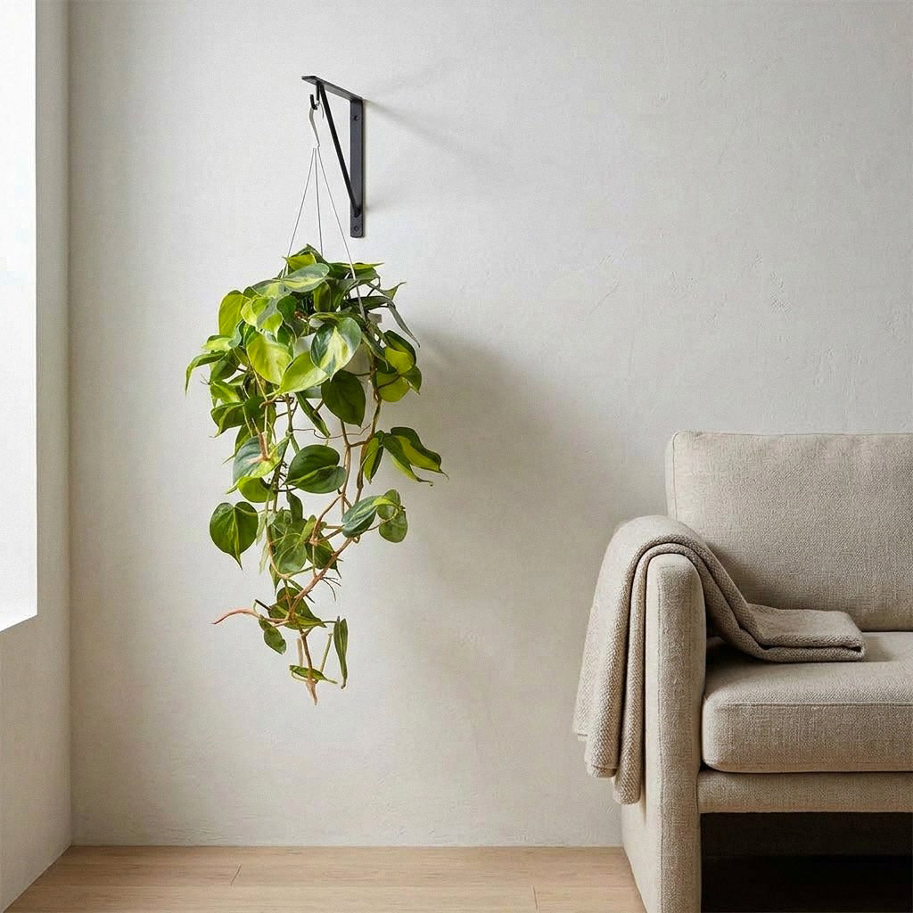 Philodendron scandens Brasil - 20 x 40cm