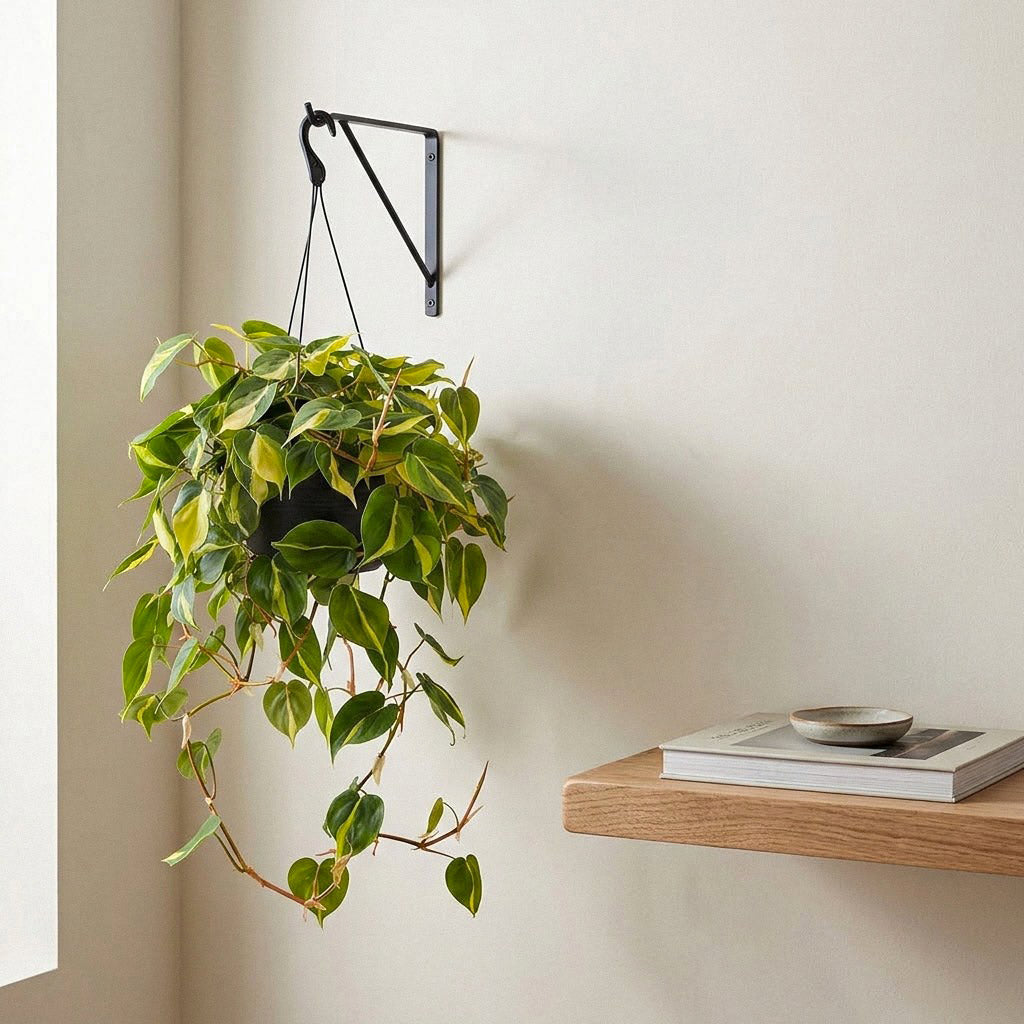 Philodendron scandens Brasil - 28 x 40cm