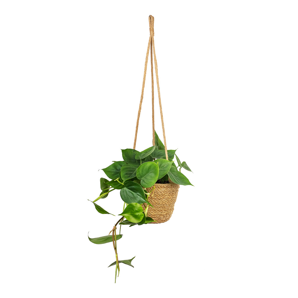 Philodendron scandens - Sweetheart Plant & Igmar Hanging Plant Basket - Natural