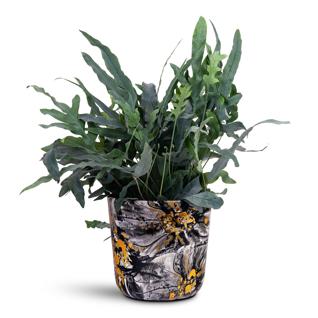 Phlebodium Blue Star 17x50cm House plant in Lammie Marigold Pot Ash 18x16cm