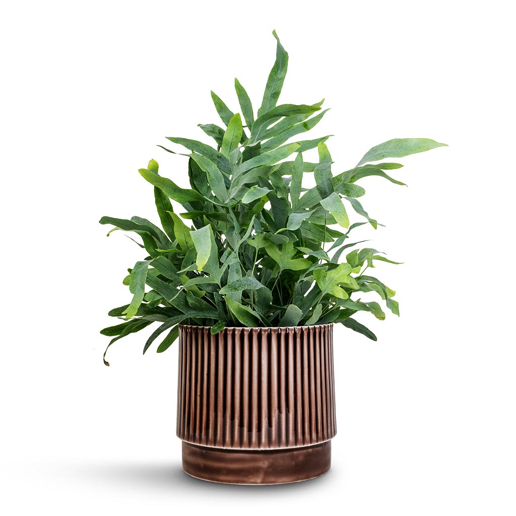 Phlebodium Blue Star - Blue Star Fern & Nella Plant Pot - Coffee