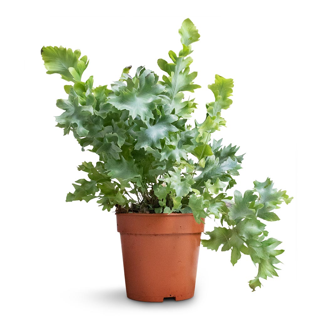 Phlebodium davana - Blue Star Fern