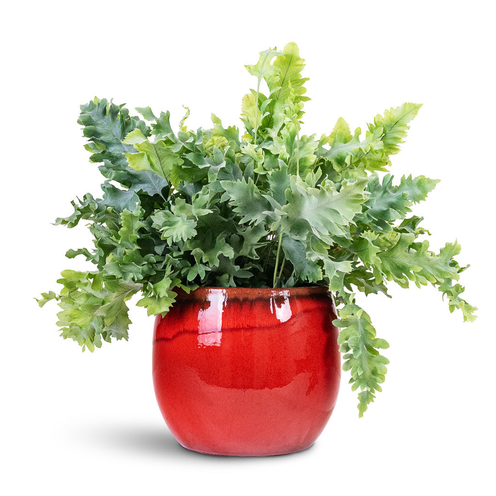 Phlebodium davana 12x25cm House Plant In Charlotte Pot Red 19x16cm