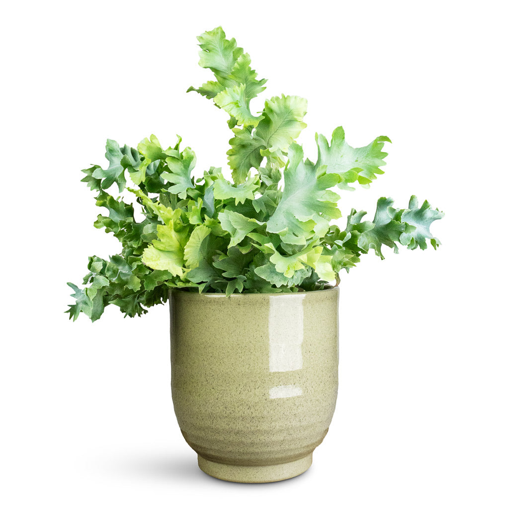 Phlebodium davana In Sofia Pot Green