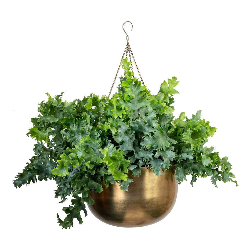 Phlebodium davana - Blue Star Fern & Mayfair Hanging Plant Pot - Antique Brass