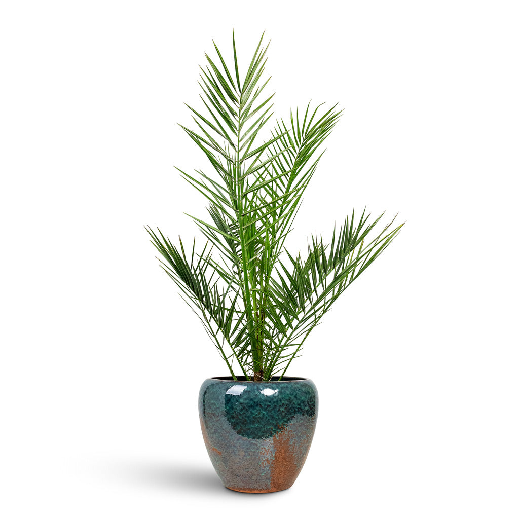 Phoenix canariensis 19x120cm House Plant In Mystic Planter Metallic Ocean 32x30cm