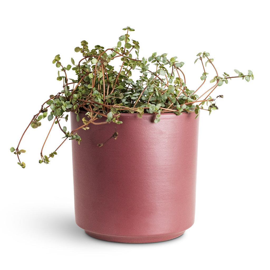 Pilea glaucophylla Greyzy Silver Sparkles 10.5x15cm House Plant In Prague Pot Rose 13x13cm