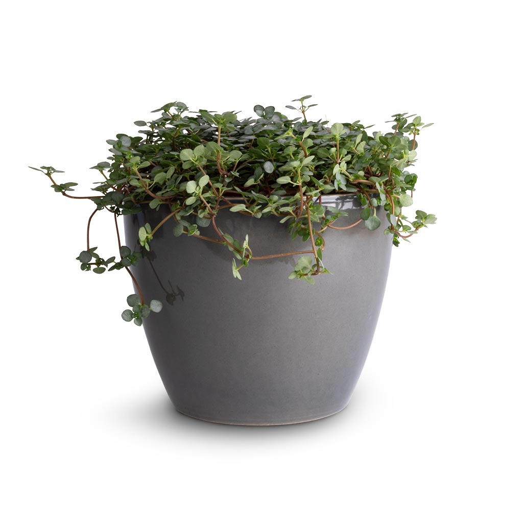 Pilea glaucophylla Greyzy - Silver Sparkles & Sven Plant Pot - Smoke