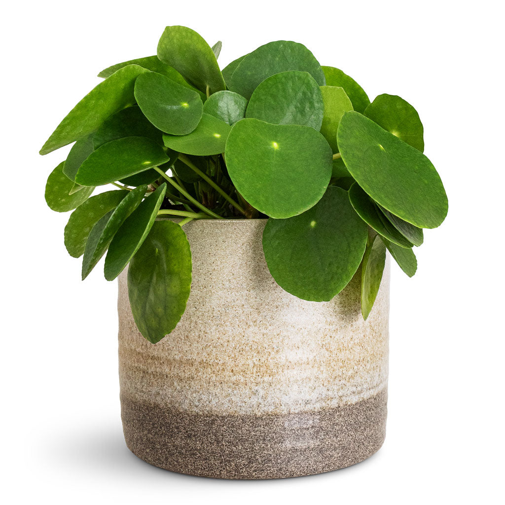 Pilea peperomioides - 15x25cm In Gia Pot Stone Granite - 19x16cm