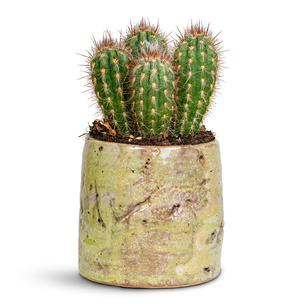 Pilosocereus gounellei Xique Xique Cactus 10x15cm House Plant in Masha Pot Mint 12x10cm