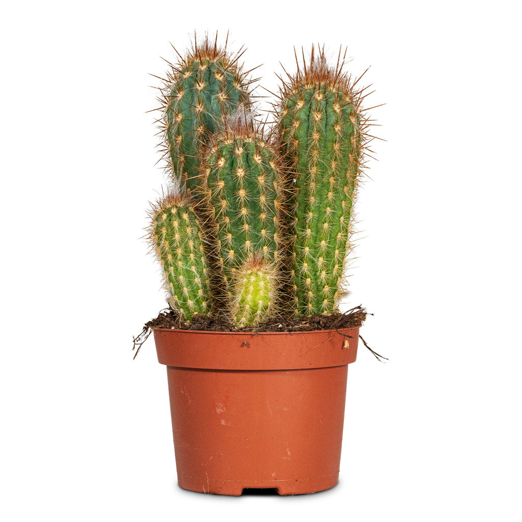 Pilosocereus gounellei Xique Xique Cactus 12x20cm