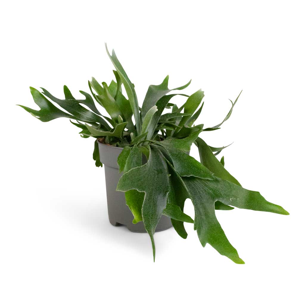 Platycerium bifurcatum - Common Staghorn Fern