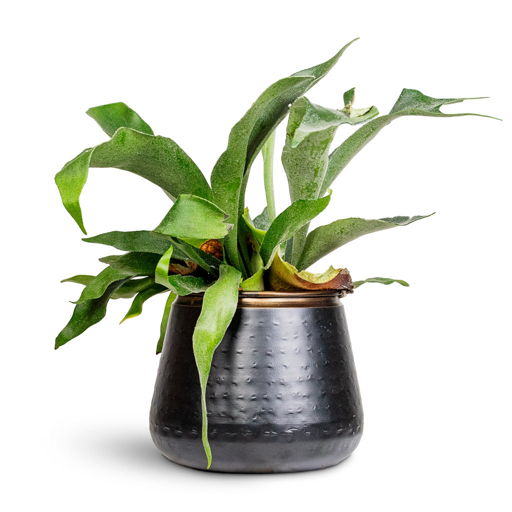 Platycerium bifurcatum Common Staghorn 12x40cm House Plant in Sahara Pot Slate 18x16cm