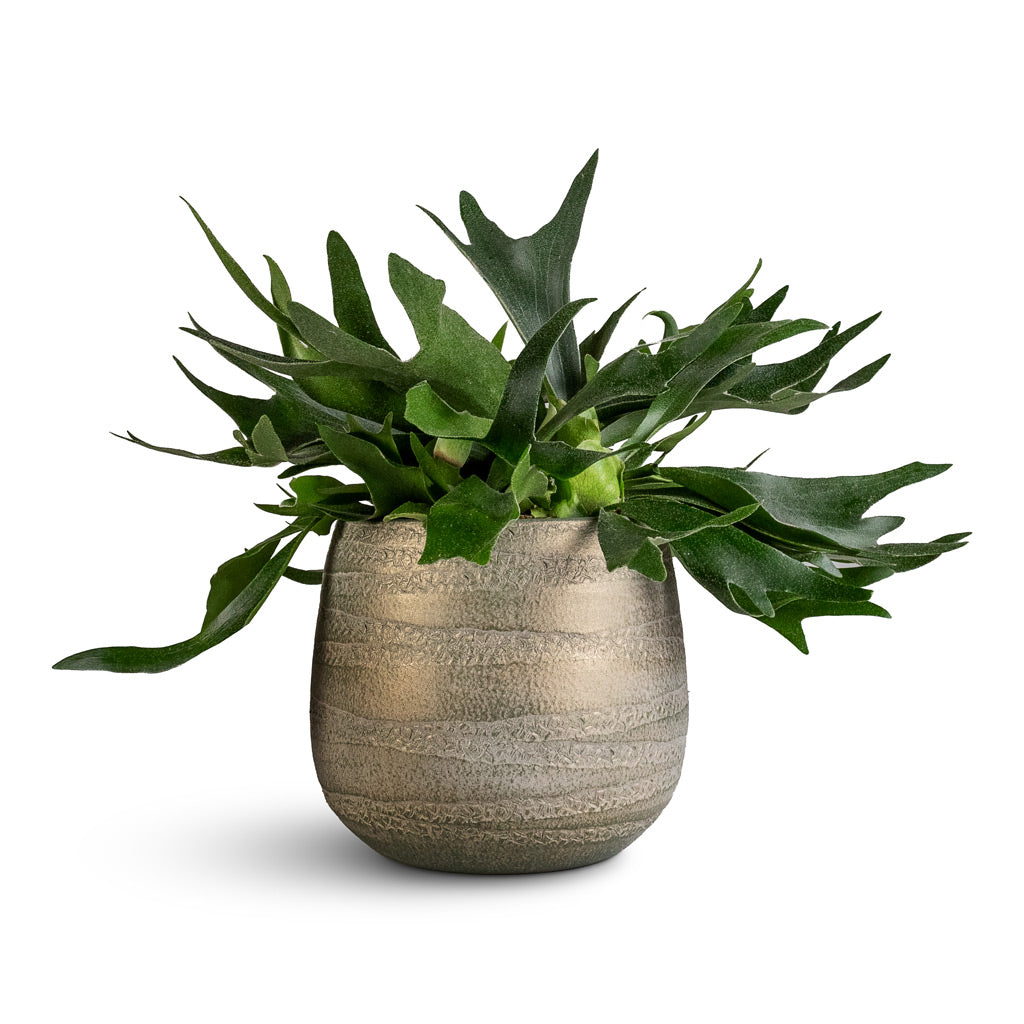 Platycerium bifurcatum Common Staghorn 17x35cm Joyce Pot Shiny Olive 22x20cm