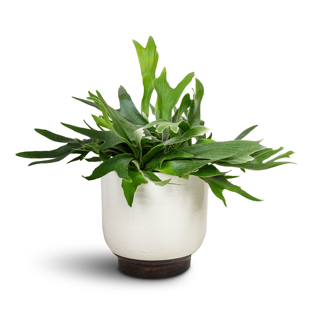 Platycerium bifurcatum - Common Staghorn Fern & Jayla Plant Pot - White
