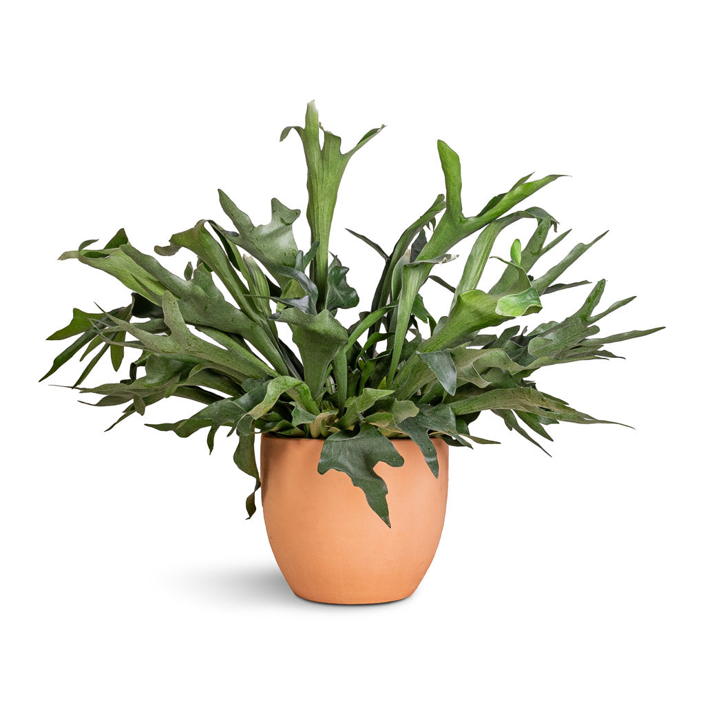 Platycerium bifurcatum - Common Staghorn Fern &amp; Terracotta Plant Pot