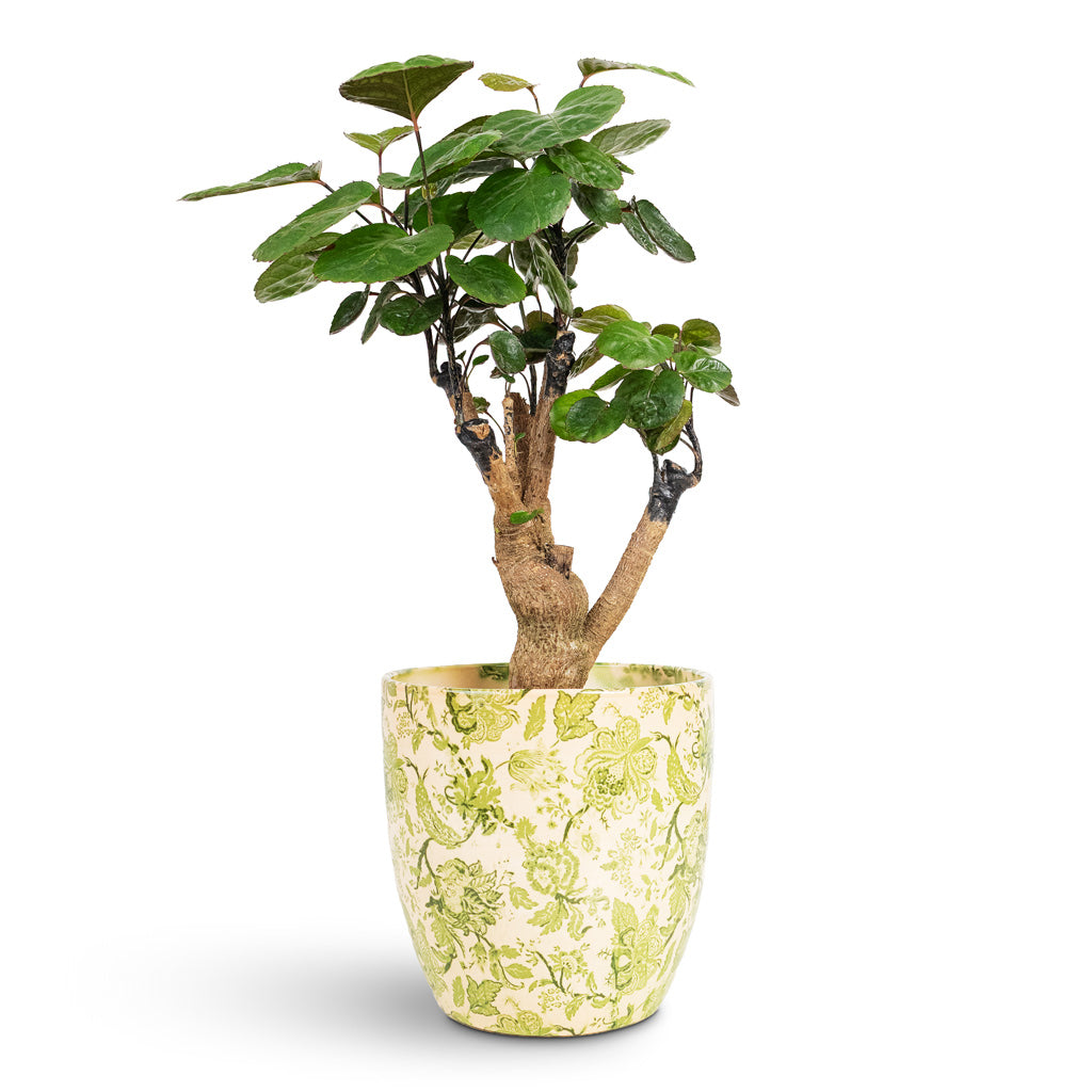 Polyscias Fabian Aralia 12x40cm House Plant In Monza Pot Vintage Green 15x14cm