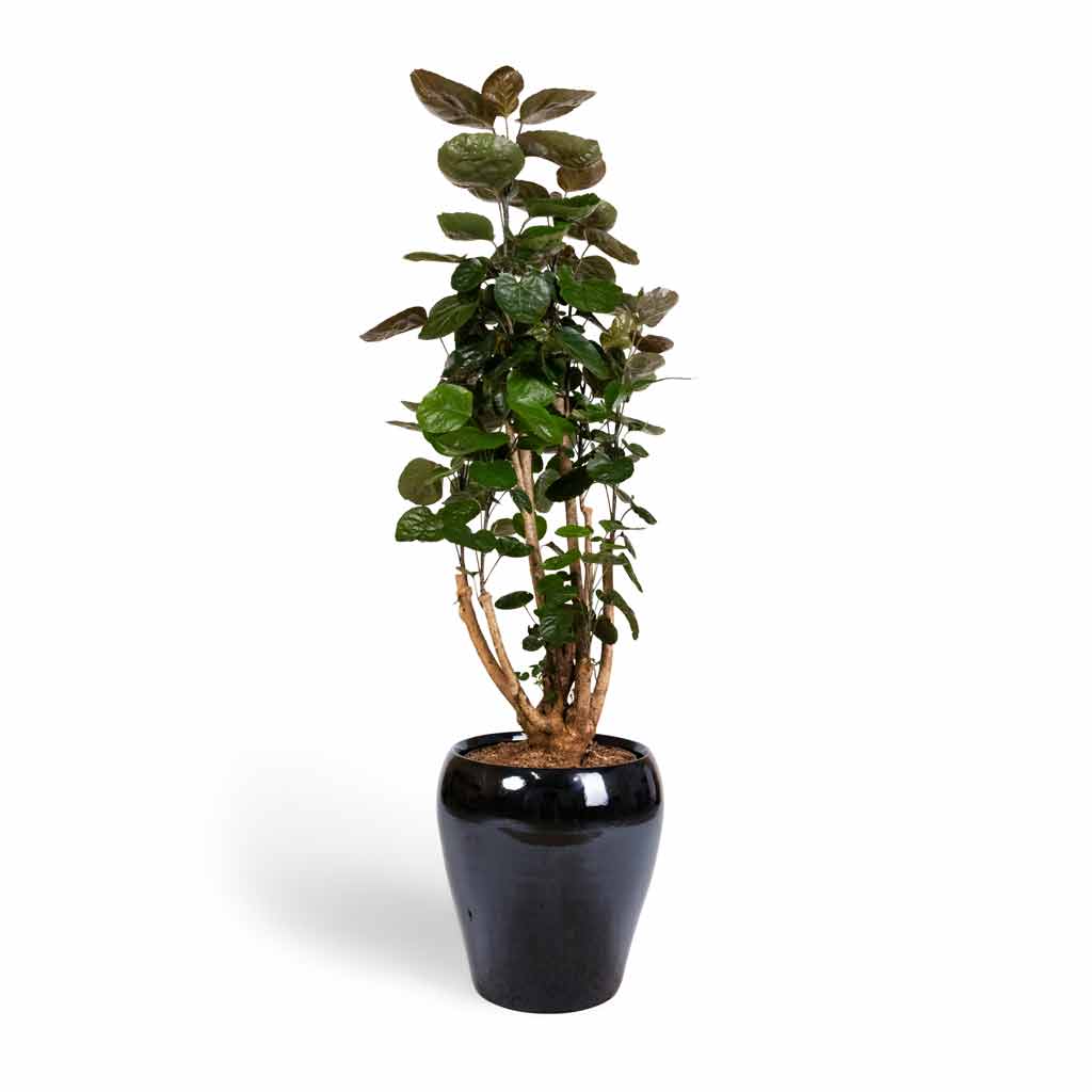 Polyscias Fabian - Aralia Fabian & Amora Plant Pot - Anthracite Mirror