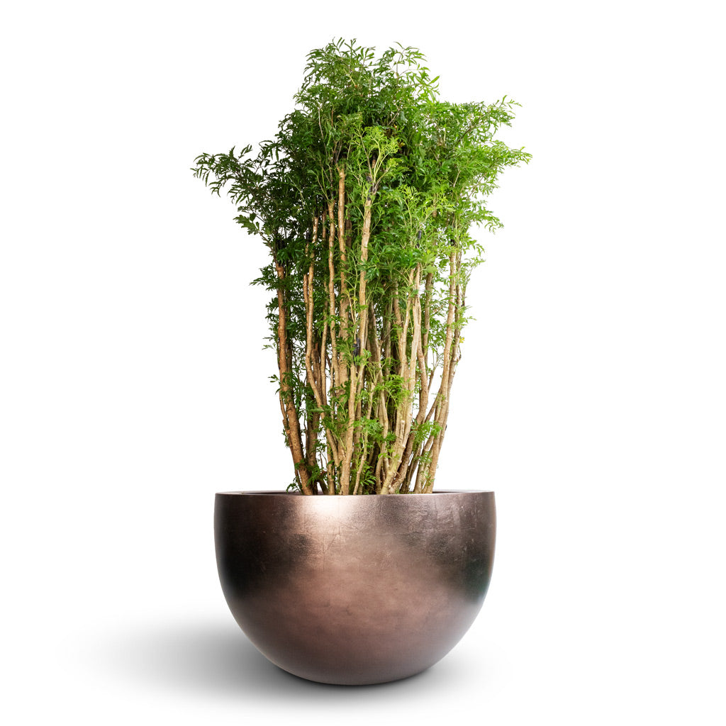 Polyscias Ming - Aralia Ming & Metallic Plant Bowl - Matt Coffee