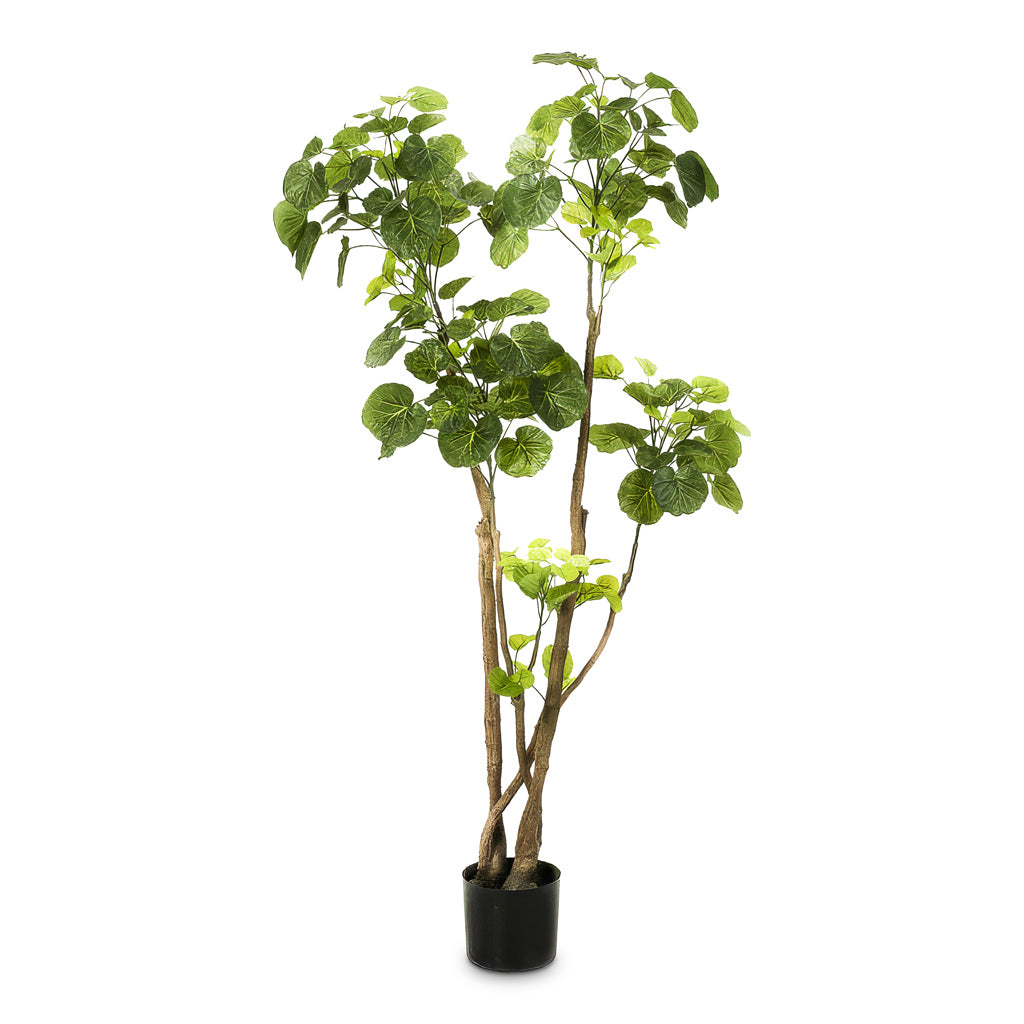 Polyscias Roble Tree Potted Artificial 135cm