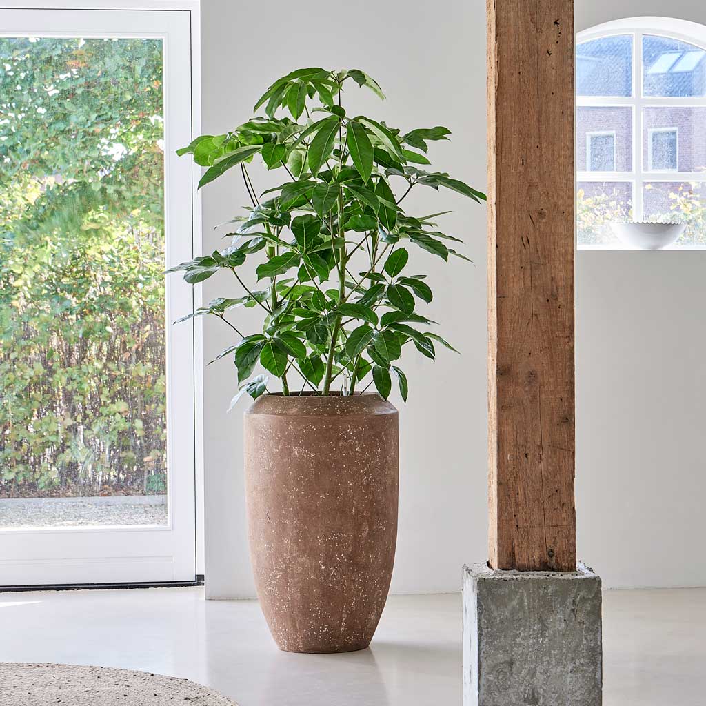 Polystone Coated Plain Coppa Planter - Rock By Door & Window