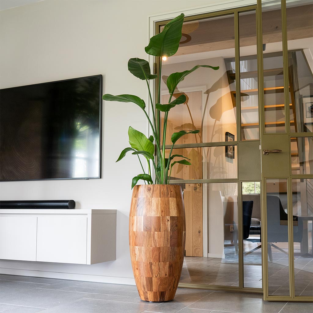 Quinn Tall Planter - Natural & Strelitiza