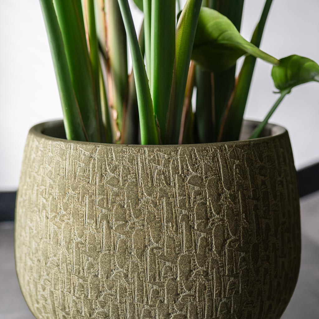 Rafael Pot Olive Close Up