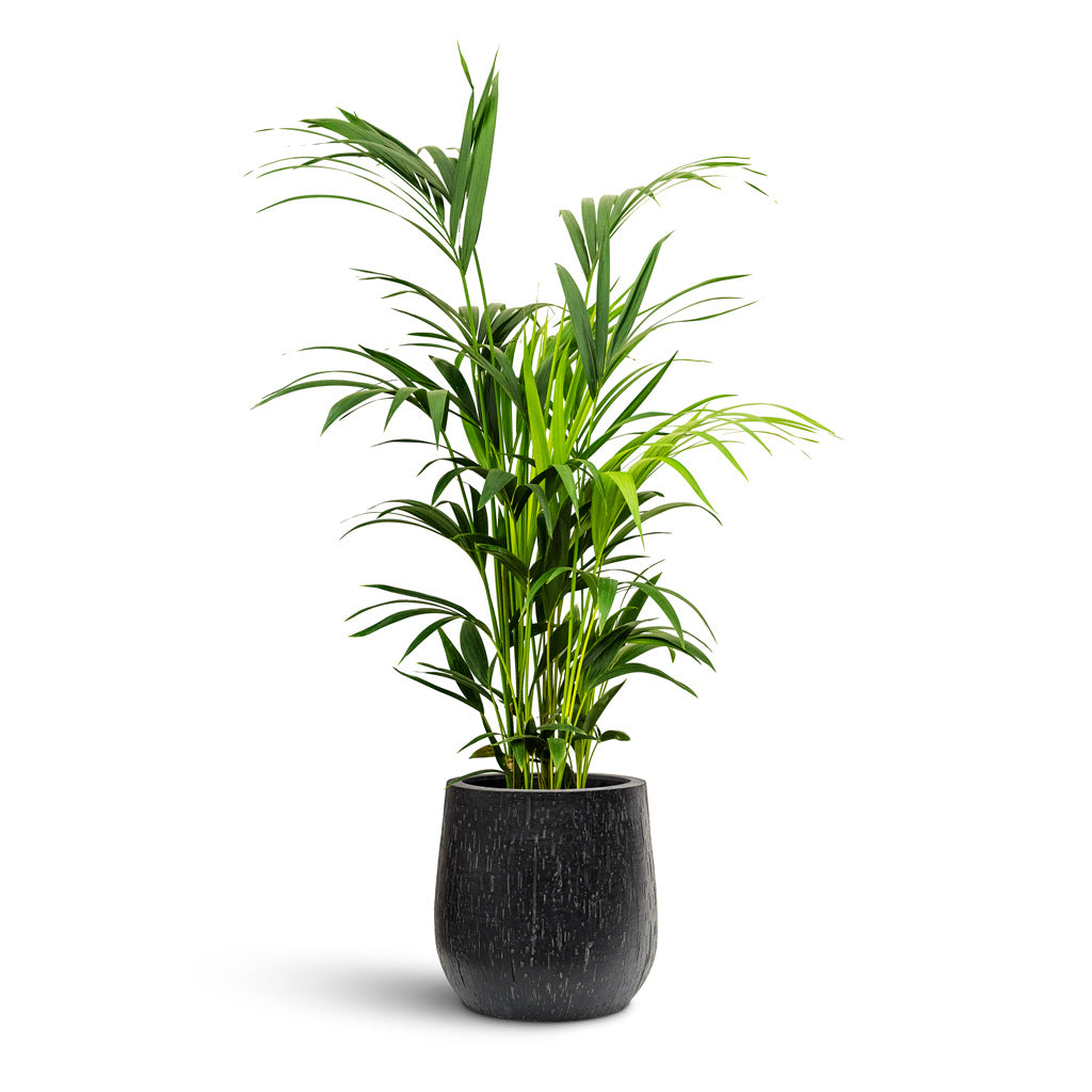 Raindrop Couple Balloon Planter - Large Plant Display